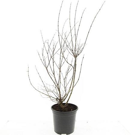 Symphoricarpos Magical Candy Pot 1,5 liter