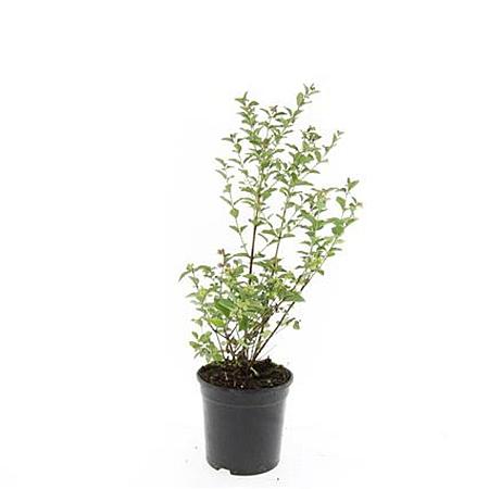 Symphoricarpos Magical Candy Pot 1,5 liter