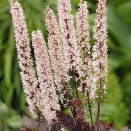 Actaea simp. 'Pink Spike' Pot 9 cm