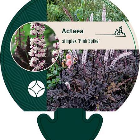 Actaea simp. 'Pink Spike' Pot 9 cm