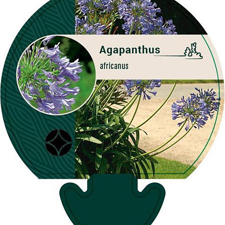 Agapanthus africanus Pot 9 cm