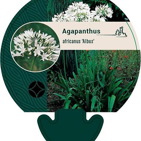 Agapanthus afr. 'Albus' Pot 9 cm