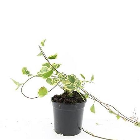 Vinca major 'Variegata' Pot 1,5 liter