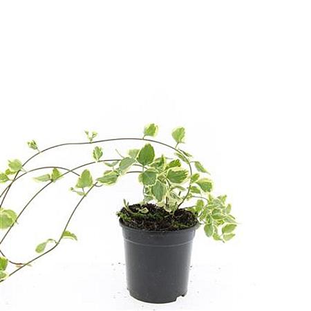 Vinca major 'Variegata' Pot 1,5 liter