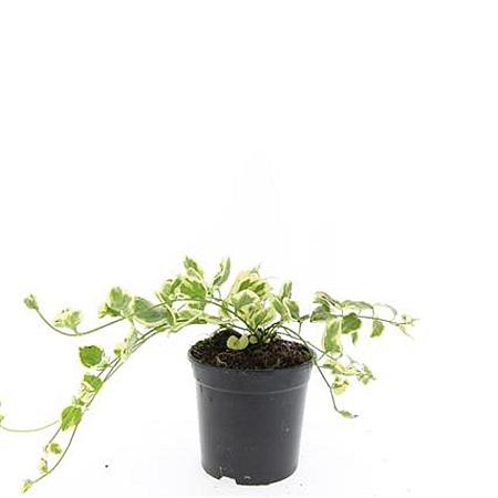 Vinca major 'Variegata' Pot 1,5 liter