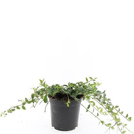Vinca minor Pot 1,5 liter