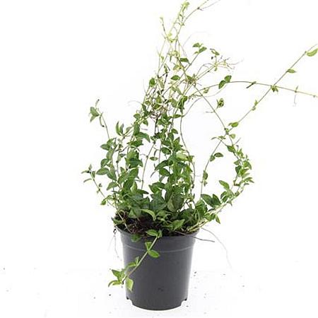 Vinca minor Pot 1,5 liter
