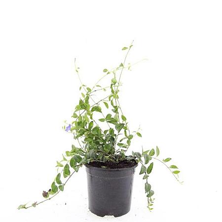 Vinca minor Pot 1,5 liter