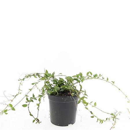 Vinca minor Pot 1,5 liter
