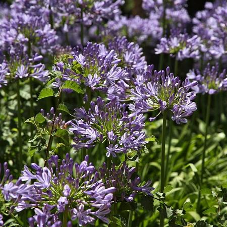 Agapanthus 'Blue Umbrella' Pot 9 cm