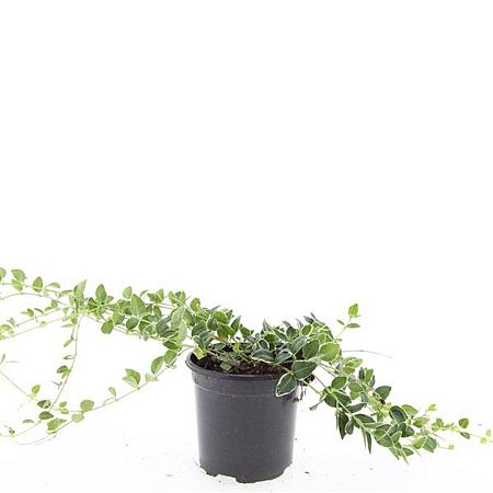 Vinca minor 'Argenteovariegata' Pot 1,5 liter