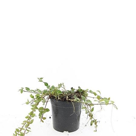 Vinca minor 'Ralph Shugert' Pot 1,5 liter