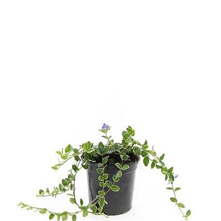 Vinca minor 'Ralph Shugert' Pot 1,5 liter