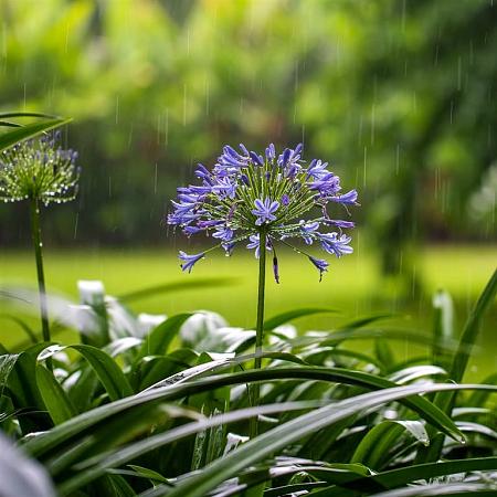 Agapanthus 'Peter Pan' Pot 9 cm