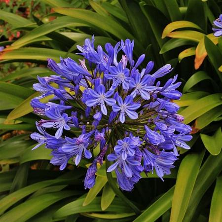 Agapanthus 'Tornado' Pot 9 cm