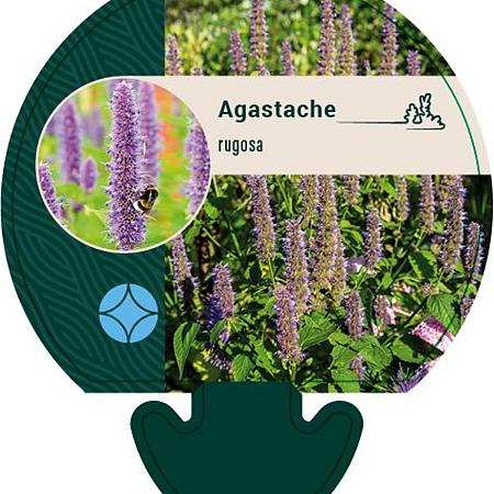 Agastache rugosa Pot 9 cm