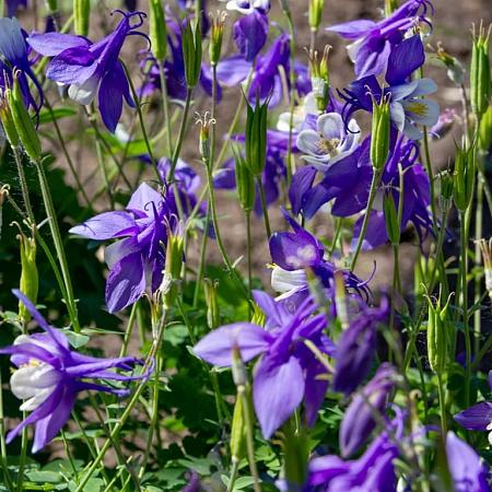 Aquilegia caerulea Pot 9 cm