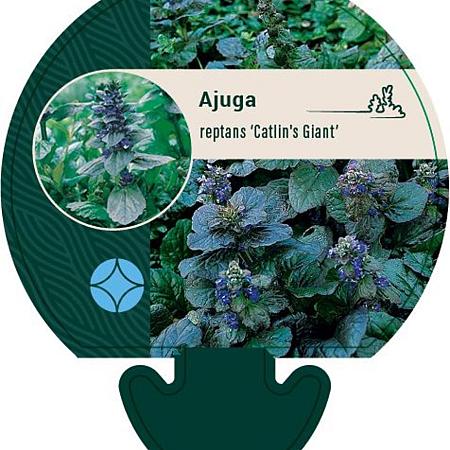 Ajuga reptans 'Catlin's Giant' Pot 9 cm