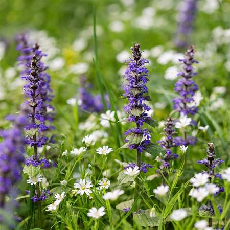 Ajuga reptans 'Catlin's Giant' Pot 9 cm