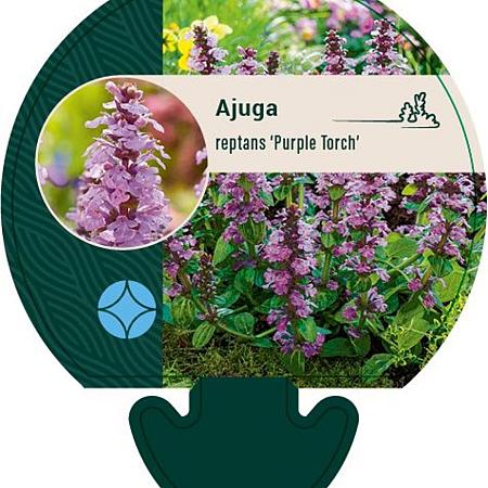 Ajuga reptans 'Purple Torch' Pot 9 cm