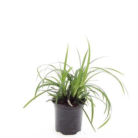 Carex morrowii 'Irish Green' Pot 1,5 liter