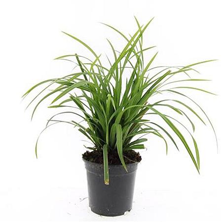 Carex morrowii 'Irish Green' Pot 1,5 liter