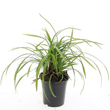 Carex morrowii 'Irish Green' Pot 1,5 liter