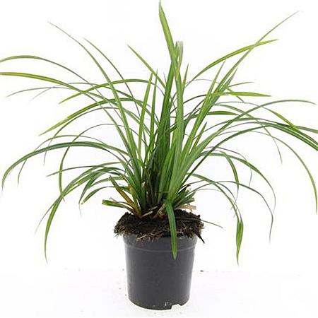 Carex morrowii 'Irish Green' Pot 1,5 liter