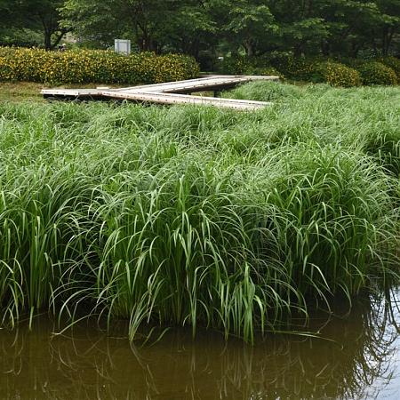 Carex morrowii 'Irish Green' Pot 1,5 liter