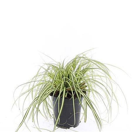 Carex oshim. 'Evergold' Pot 1,5 liter
