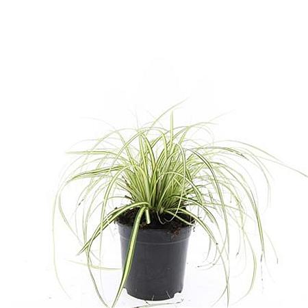 Carex oshim. 'Evergold' Pot 1,5 liter