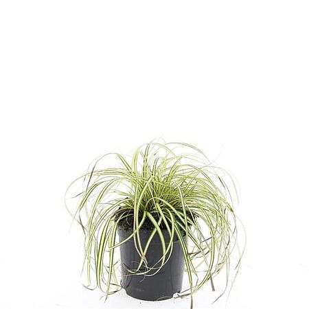 Carex oshim. 'Evergold' Pot 1,5 liter
