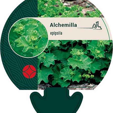 Alchemilla epipsila Pot 9 cm