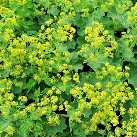 Alchemilla mollis 'Robustica' Pot 9 cm