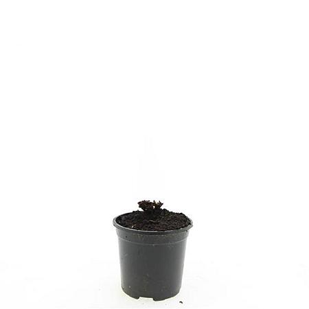 Geranium Rozanne Pot 1,5 liter
