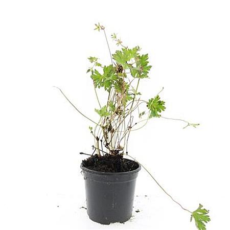 Geranium Rozanne Pot 1,5 liter