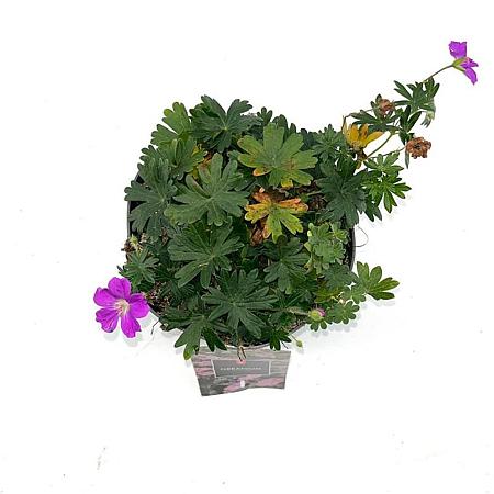 Geranium sang. 'Max Frei' Pot 2 Liter