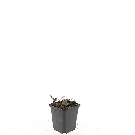 Geranium 'Tiny Monster' Pot 9 cm