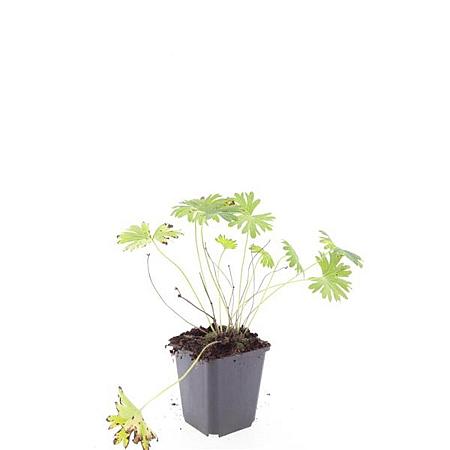 Geranium 'Tiny Monster' Pot 9 cm