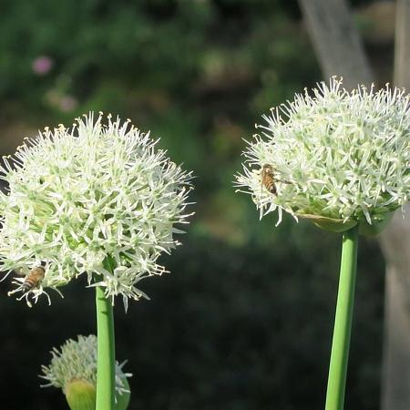 Allium nigrum Pot 9 cm
