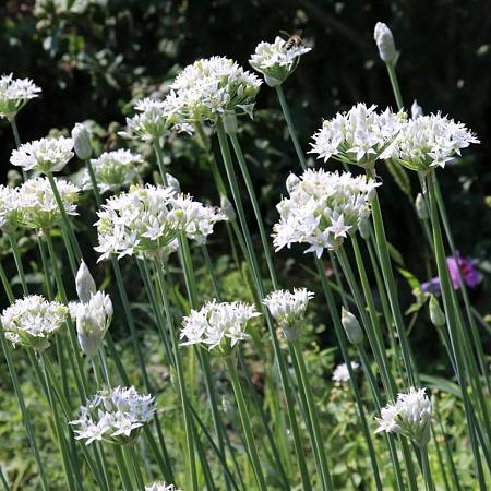 Allium tuberosum Pot 9 cm