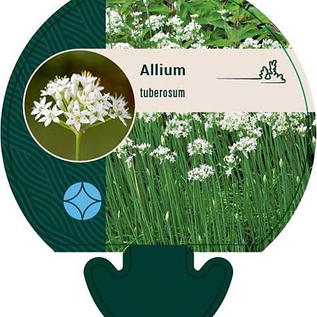 Allium tuberosum Pot 9 cm