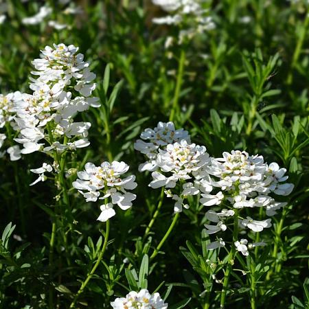 Iberis semp. 'Fischbeck' Pot 9 cm
