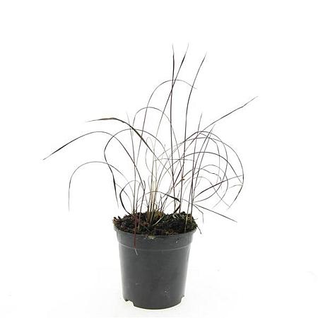 Imperata cylindrica 'Red Baron' Pot 1,5 liter