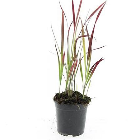Imperata cylindrica 'Red Baron' Pot 1,5 liter