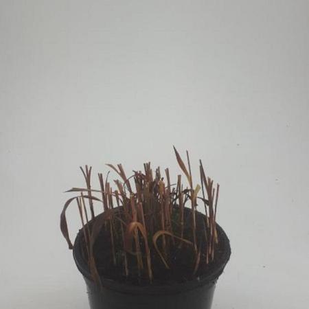Imperata cylindrica 'Red Baron' Pot 1,5 liter