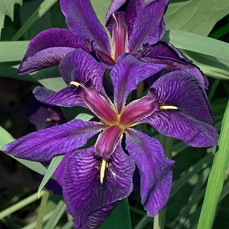 Iris (L) 'Black Gamecock' Pot 9 cm