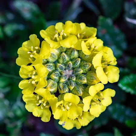 Alyssum montanum 'Berggold' Pot 9 cm