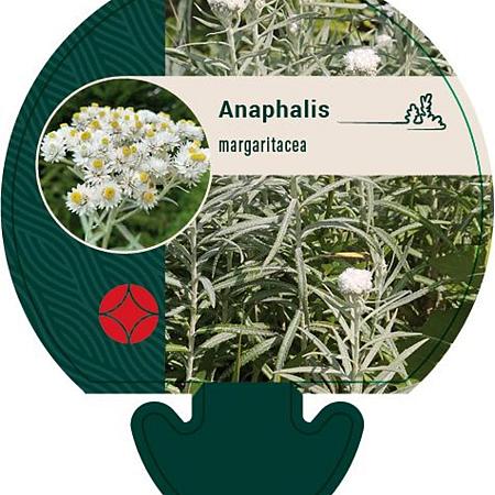 Anaphalis margaritacea Pot 9 cm