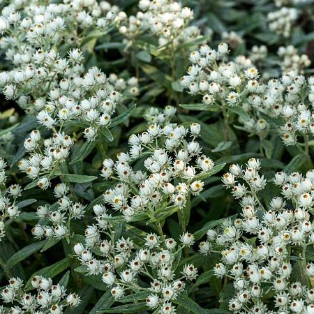 Anaphalis tripl. 'Silberregen' Pot 9 cm